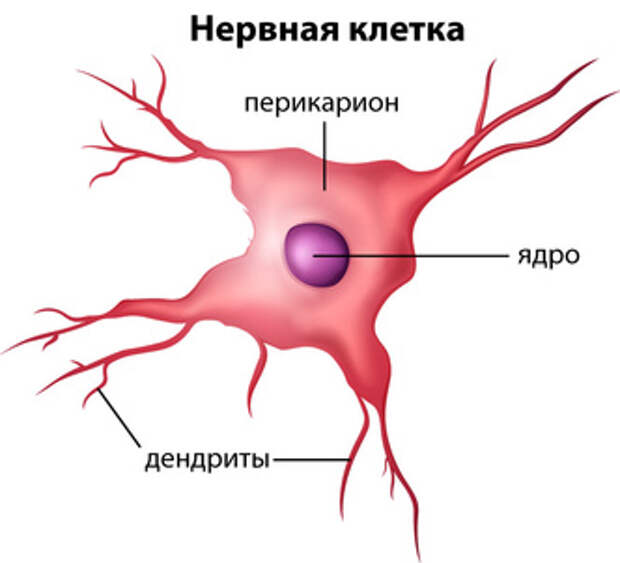 Правда ли, что нервные клетки не восстанавливаются?