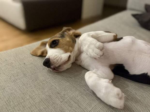 Тест PRIMPRESS: Какая ты собака?