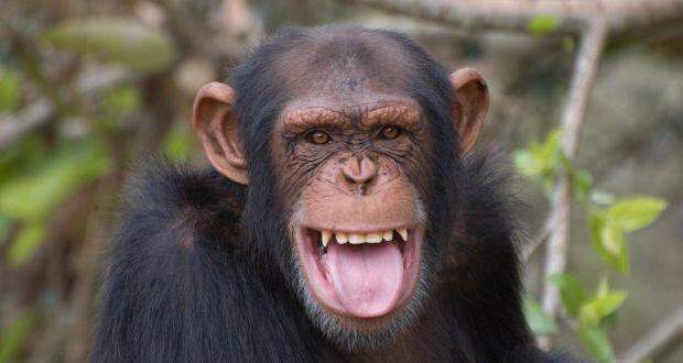 Шимпанзе: род существительного