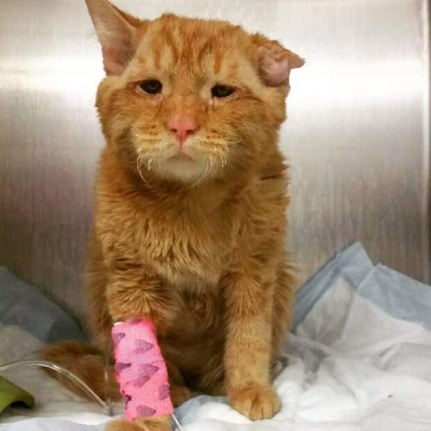 saddest-shelter-cat-benben-transformation-19