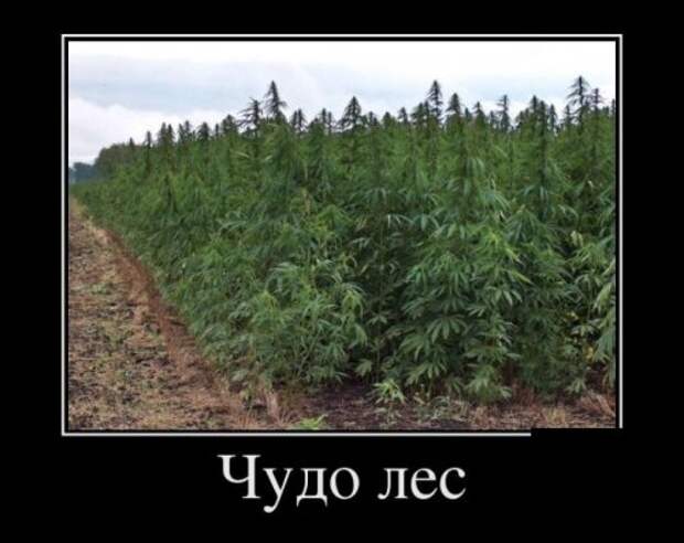 Свежие демотиваторы (26 шт)