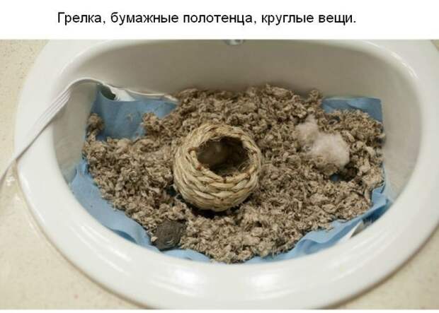 Cпасение крохотного бельчонка спасение, бельчонок, зверек, погибель
