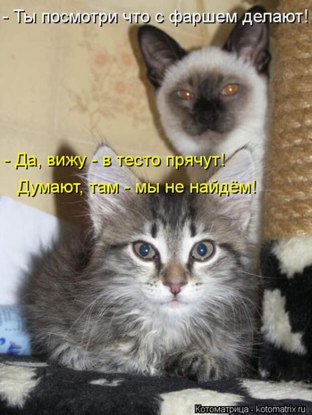 Котоматрицы(картинки с надписями)
