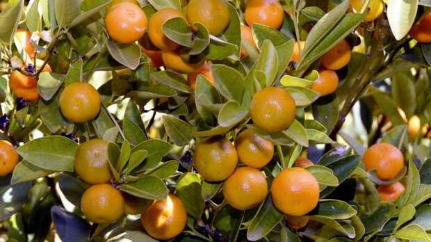 tangerines-2898728_960_720 alt