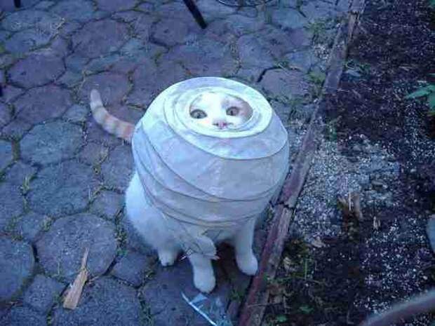Хозяин, выпусти! коты, фото