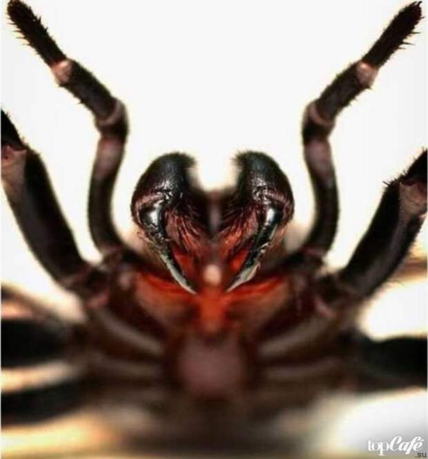 Список опасных пауков: Сиднейский лейкопаутинный паук /Atrax robustus