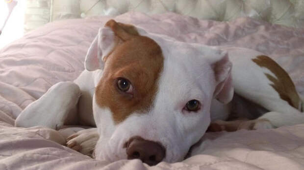 Ivor-the-deaf-dog-1248200