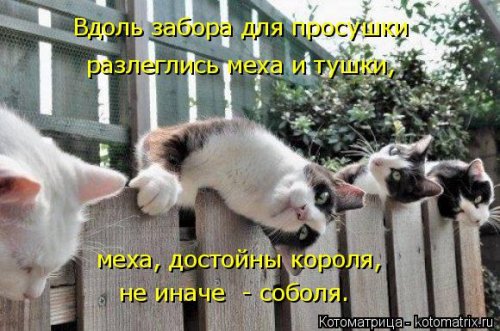 Свежая и прикольная котоматрица (32 фото)