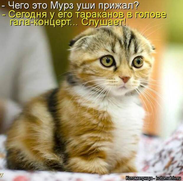 Котоматрицы (картинки с надписями)