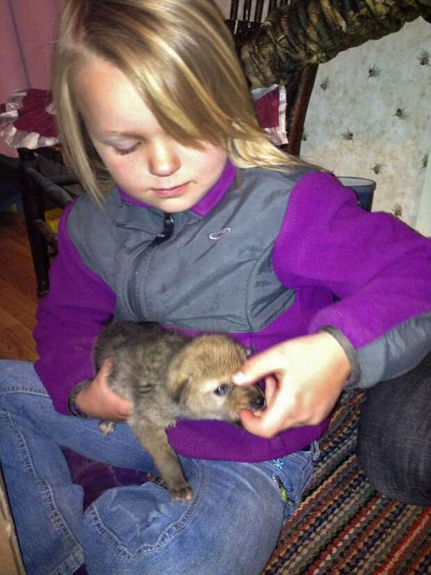 Койот- домашний любимец восьмилетней девочки животные, интересное