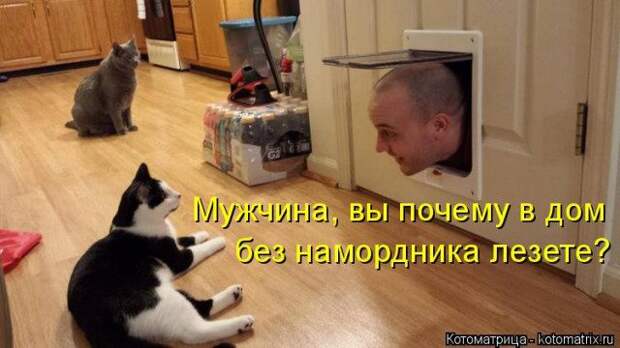 Самые свежие котоматрицы
