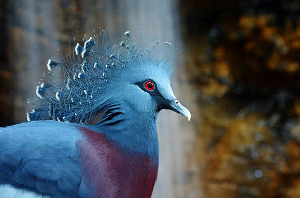 Экзотические птицы: 20 ярких фотографий пернатых  