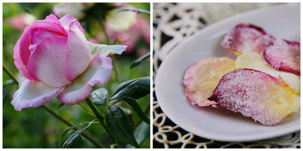 Роза сорт Honore de Balzac, фото автора. Десерт из лепестков роз. Фото с сайта listofbest.ru