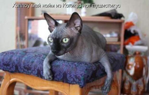 Сборка котоматриц
