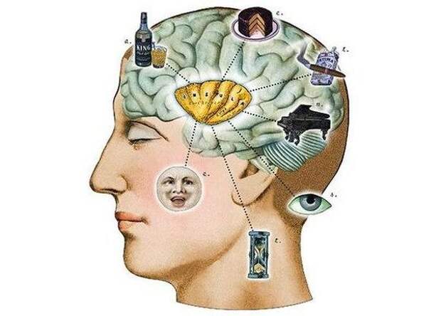 Мозг человека читать
