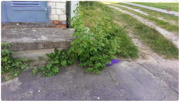 "Вытесняет абсолютно всё": "Брата" борщевика призвали срочно вырубить по всей России. Но есть нюанс