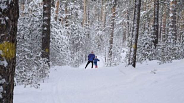 В лесу / Фото: amic.ru