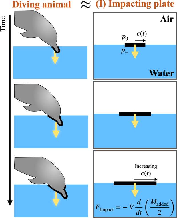 Плаванье и полет животных математически описали в рамках одной модели