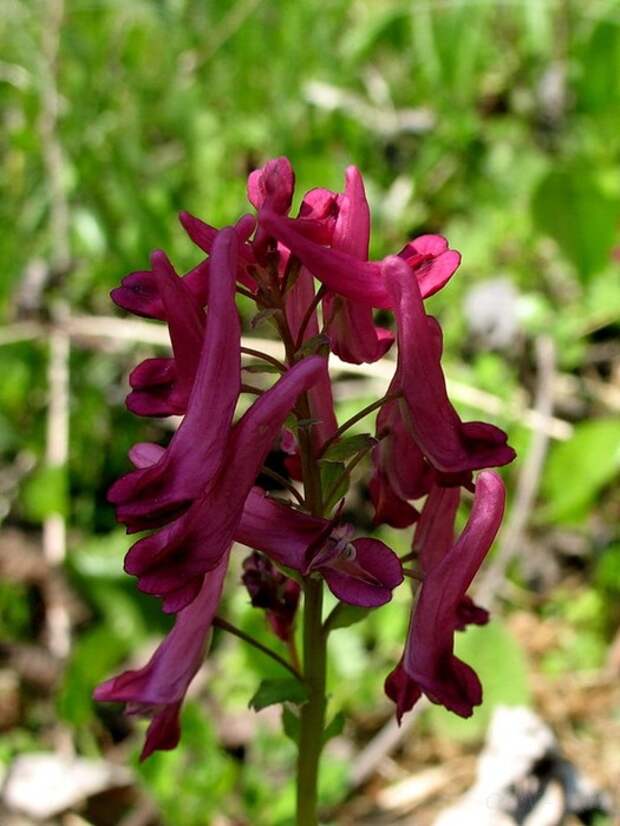 Хохлатка фото. Хохлатка buschii. Коридалис хохлатка. Хохлатка Corydalis buschii. Цветы хохлатки Лесные.