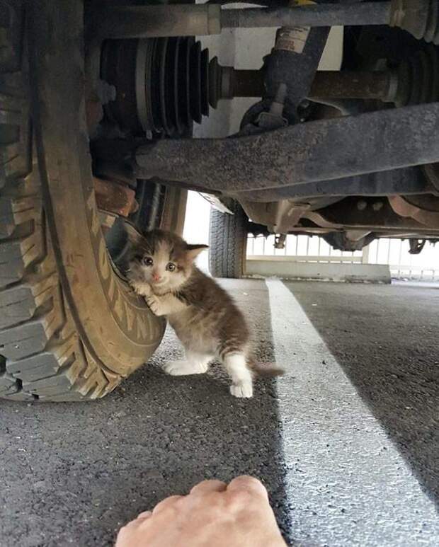 Мужчина увидел под грузовиком котенка и не смог пройти мимо (6 фото)