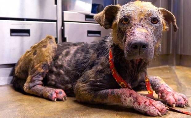 Bethany dog, спасение Бетани, Eldad Hagar, Hope For Paws, бездомные собаки