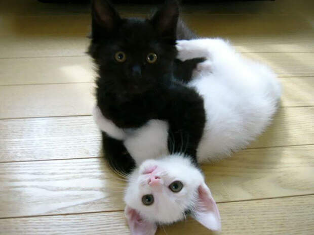 Sweet Cuddles