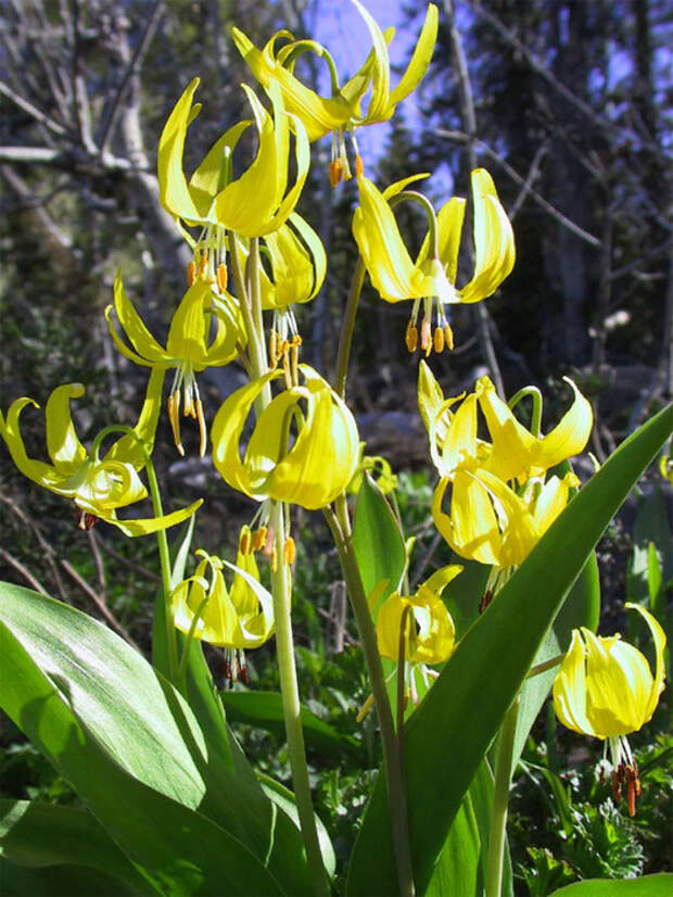 erythronium_grandiflorum_lg (525x700, 490Kb)