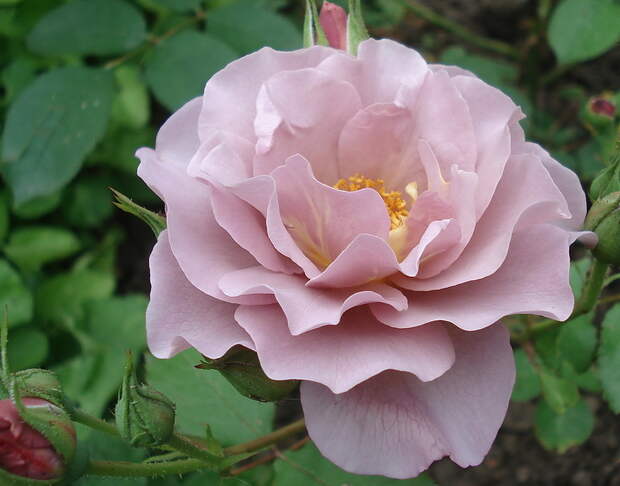 Lavender Pinocchio  .jpg