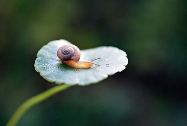 Snail Walk Snail Walk