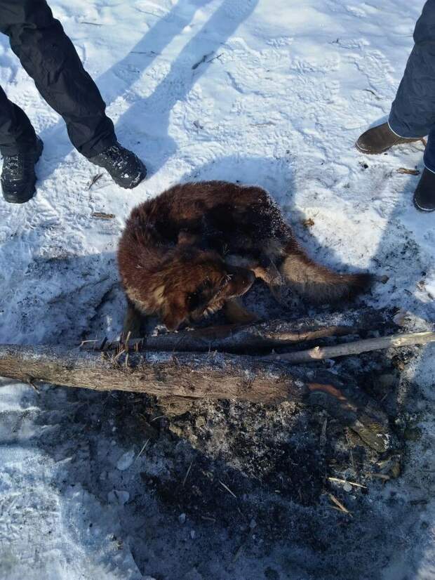 Кто-то выбросил больного пса на речной лёд… Бедолага примёрз, пришлось рыбакам оттаивать его огнём
