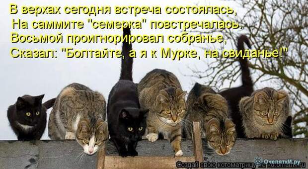 Смешные кошки в котоматрице 33