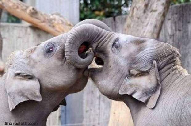 kissing-elephants