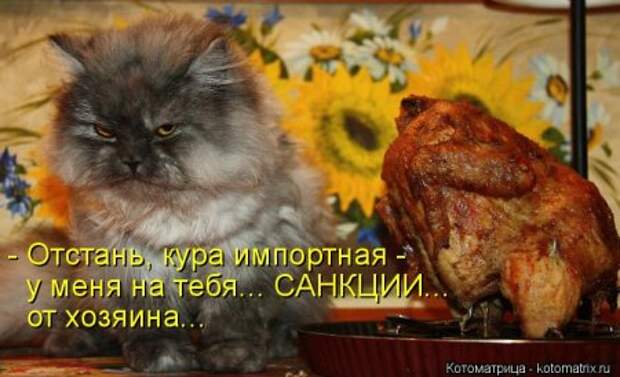 Она приходит... котЭматрикс!