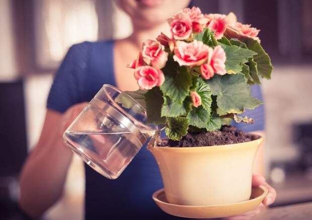 Какой водой лучше поливать цветы