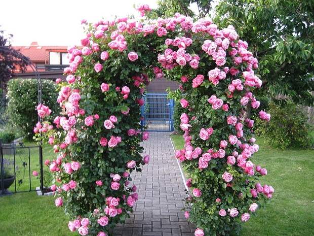591_2_Rosarium-Uetersen-.jpg