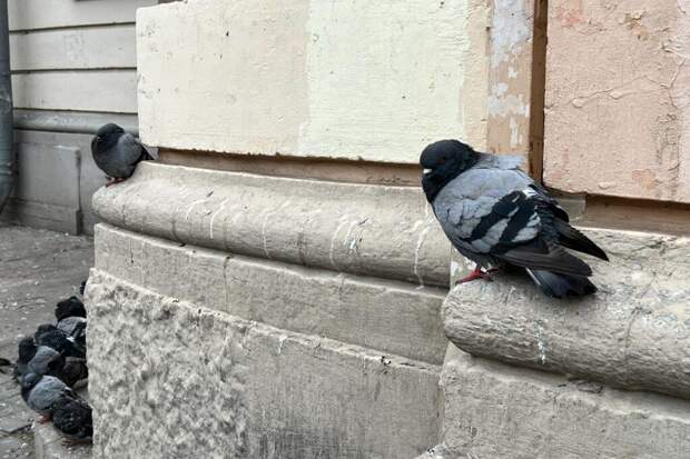 Испанцы обратились к соколам, чтобы решить проблему голубей в Мадриде