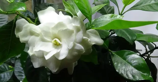 Самые ароматные комнатные растения для дома