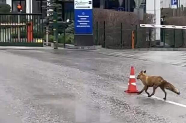 Дикая лиса размером с волка попала на видео в Москве