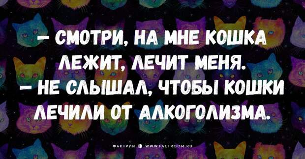 25 самых смешных анекдотов про кошек и котов