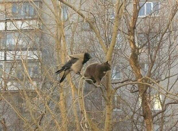 Приколы