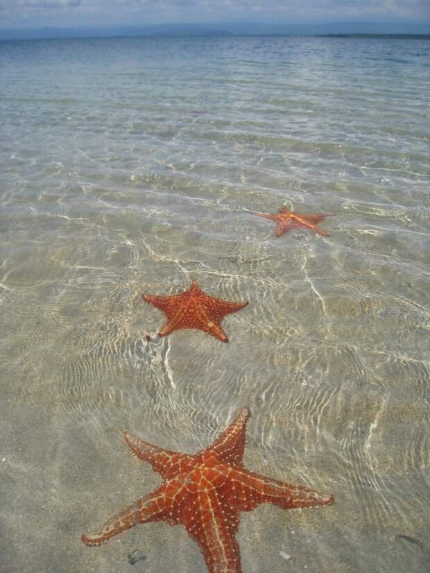 BocaDelDrago07 Пляж морских звезд — Бока дель Драго