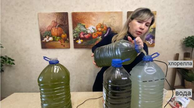 Копеечное удобрение для всех растений