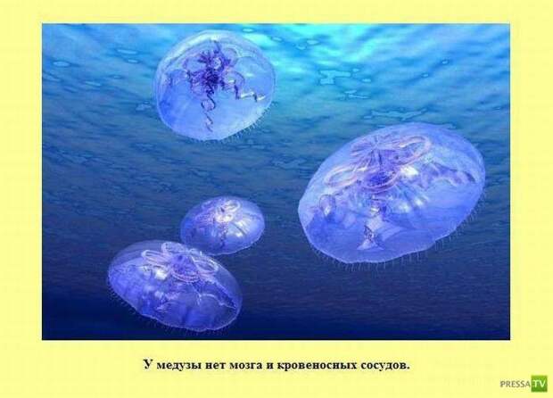 Прикольные факты о которых вы не знали