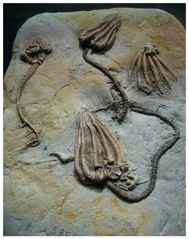 Криноиды (морские лилии) миллионы лет, морские обитатели, окаменелости, факты
