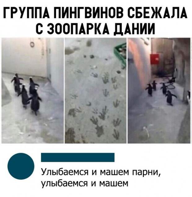 kartinok-prikolnyh-podborka-kartinki-smeshnye-kartinki-fotoprikoly