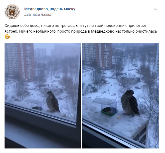 На Шокальского заметили ястреба-перепелятника