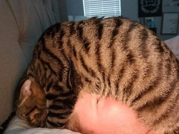20 смешных фото котов, которые показывают, кто в доме хозяин