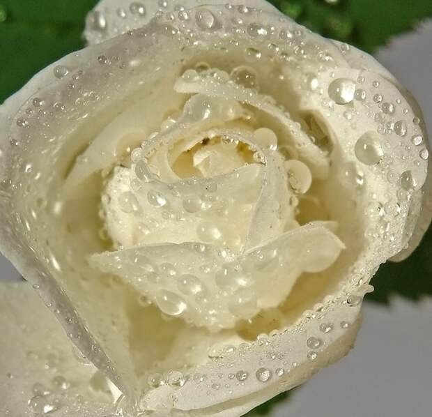 белая роза с капельками росы