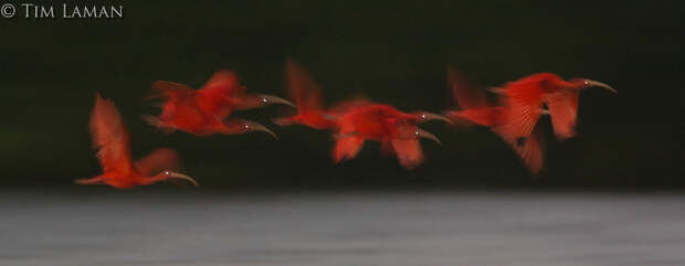 Алые ибисов в полете к их ночевок мест на небольших мангровых островах в мангровых лесах Caroni болото.