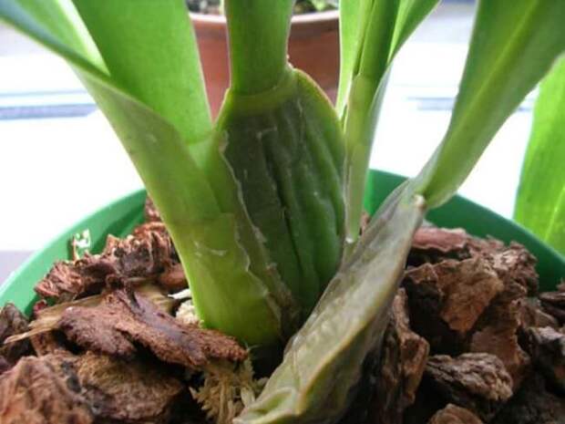 Орхидея «Онцидиум» обладает псевдобульбами, которые имеют высоту до 20 см